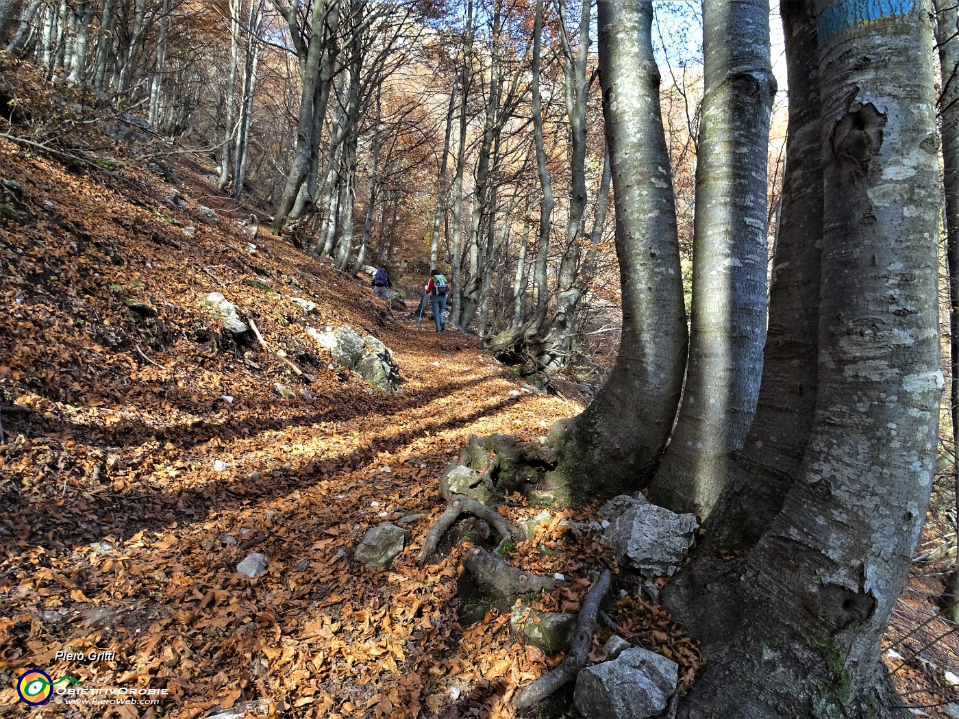 17 Splendida faggeta colorata d'autunno .JPG